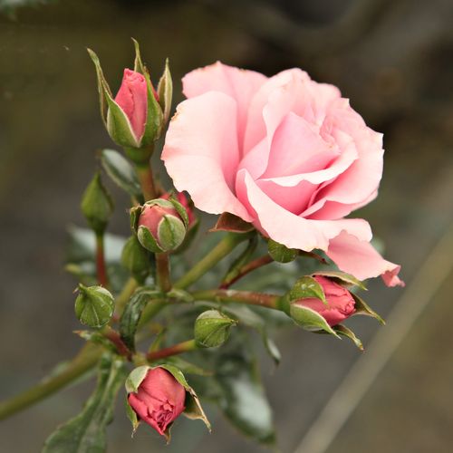 Rosa  Regéc - růžová - Stromkové růže, květy kvetou ve skupinkách - stromková růže s keřovitým tvarem koruny